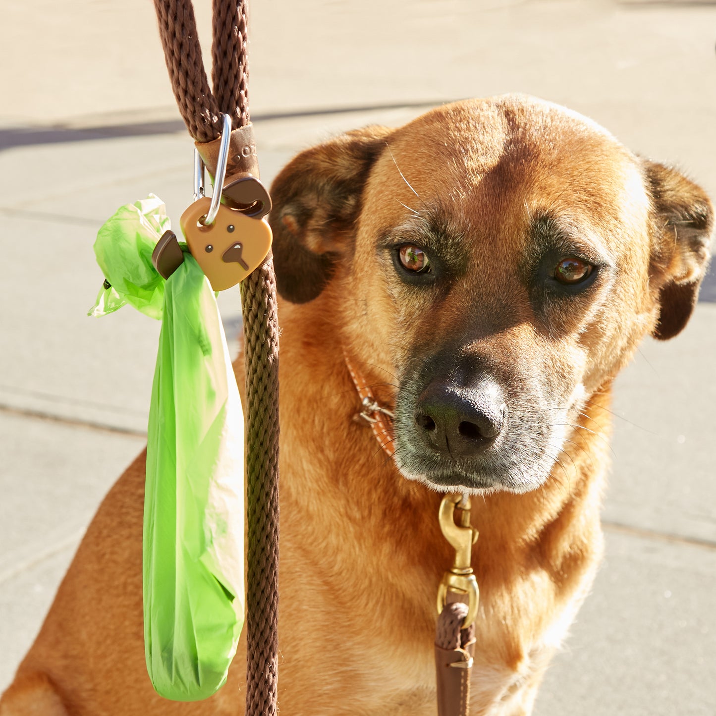 a picture of a dog on a lead with the dog light on the dogs lead.